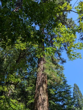 Washington Park in Oregon. Landscape of forest and vegetation in the park. clipart