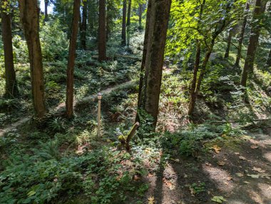 Oregon 'daki Washington Park. Parktaki orman ve bitki örtüsü manzarası.