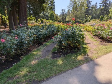 Bahçedeki güzel güller. Portland, Oregon 'daki Peninsula Park Gül Bahçesi.