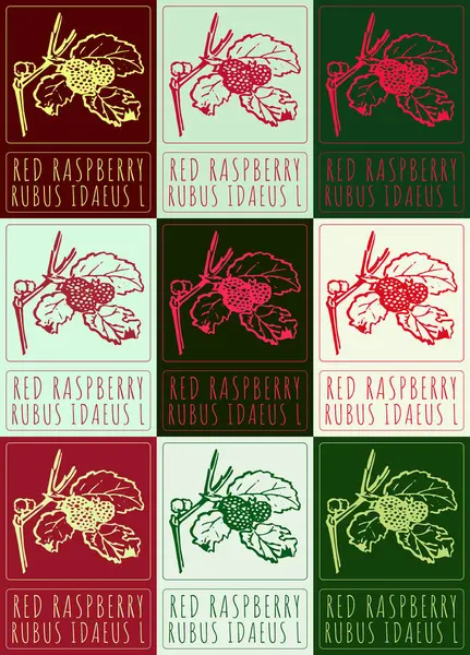 stock image Set of drawing RED RASPBERRY in various colors. Hand drawn illustration. Latin name is RUBUS IDAEUS L.