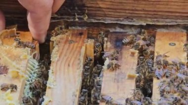 İşçi arılar polen işleyip bal tarağı pompalarlar. Apiary. 