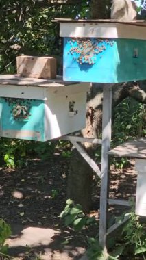 Arı kovanına bal arıları girer, arıcılık kavramı.