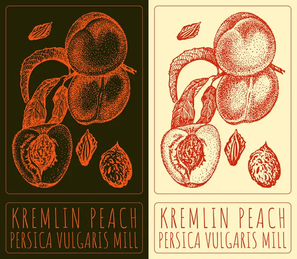 stock image Drawing KREMLIN PEACH. Hand drawn illustration. Latin name is PERSICA VULGARIS MILL.