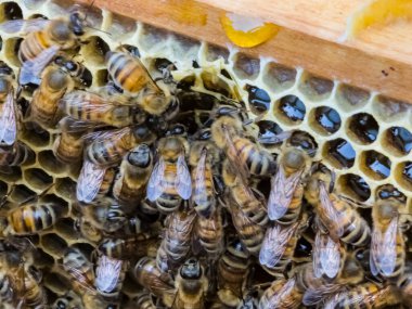 İşçi arılar polen işleyip bal tarağı pompalarlar. Apiary.