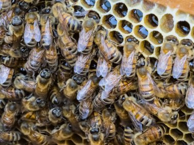 İşçi arılar polen işleyip bal tarağı pompalarlar. Apiary.