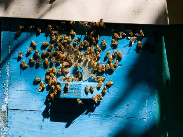 Genç arılar için küçük kovanları. Apiary. Arılar kovana doğru uçar..