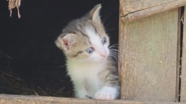 Bir haftalık kedi yavrusu gözlerini açtı ve etrafındaki her şeyi keşfediyor..