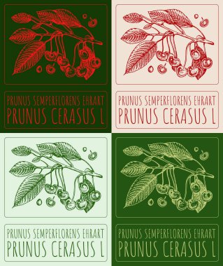 Farklı renklerde PRUNUS SEMPERFLORES EHRART çizen vektör kümesi. El çizimi çizimi. Latince adı PRUNUS CERASUS L.