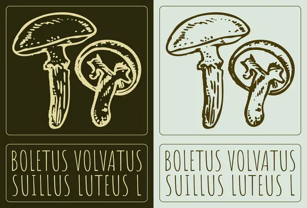 stock vector Vector drawing BOLETUS VOLVATUS . Hand drawn illustration. Latin name is SUILLUS LUTEUS L.