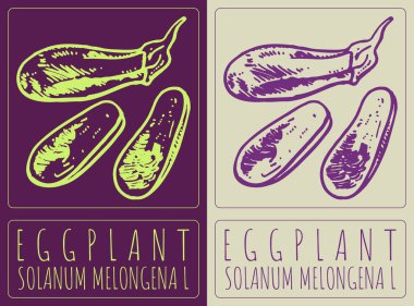 EGPLANT vektör çizimi. El çizimi çizimi. Latince adı SOLANUM MELONGENA L.