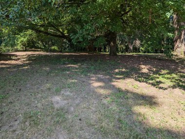 Hoyt botanik bahçesindeki bir ormandan sahneler. Forest Park 'ta, Portland' da, Oregon, Pasifik 'in kuzeybatısında..