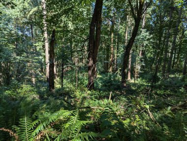 Scenes from a forest in Hoyt Arboretum in Forest Park in Washington Park in Portland, Oregon in the Pacific Northwest. clipart