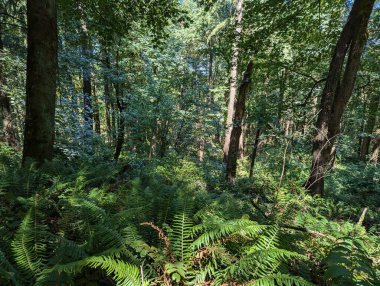 Hoyt botanik bahçesindeki bir ormandan sahneler. Forest Park 'ta, Portland' da, Oregon, Pasifik 'in kuzeybatısında..