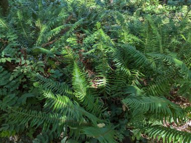 Hoyt botanik bahçesindeki bir ormandan sahneler. Forest Park 'ta, Portland' da, Oregon, Pasifik 'in kuzeybatısında..