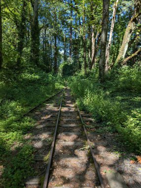 Hoyt botanik bahçesindeki bir ormandan sahneler. Forest Park 'ta, Portland' da, Oregon, Pasifik 'in kuzeybatısında..