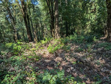 Hoyt botanik bahçesindeki bir ormandan sahneler. Forest Park 'ta, Portland' da, Oregon, Pasifik 'in kuzeybatısında..