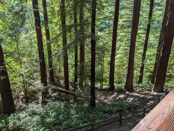 Hoyt botanik bahçesindeki bir ormandan sahneler. Forest Park 'ta, Portland' da, Oregon, Pasifik 'in kuzeybatısında..