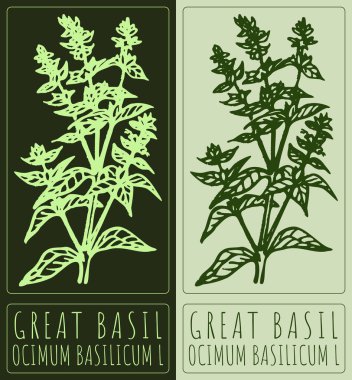 Vektör çizimi BASIL. El çizimi çizimi. Latince adı OCIMUM BASILICUM L.