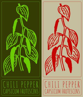 Drawing CHILI PEPPER. Hand drawn illustration. Latin name is CAPSICUM FRUTESCENS.