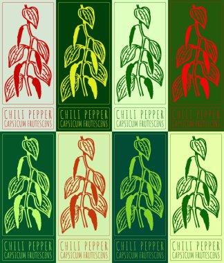 Şili biberinin değişik renklerde çizimi. El çizimi çizimi. Latince adı CAPSICUM FRUTESCENS.