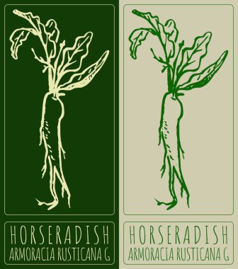 Horseradish 'i çiziyorum. El çizimi çizimi. Latince adı ArmoraCIA RUSTICANA G.