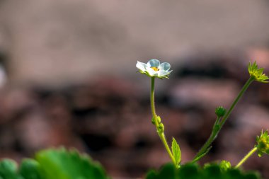 Güneşli bir yaz gününde beyaz çiçeklerle çilek açar. Arılarla döllenmiş.