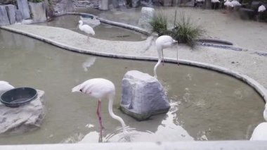 Suda duran bir grup flamingo. Kirli sularda pembe flamingolar