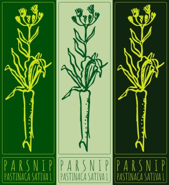 PARSNIP çiziliyor. El çizimi çizimi. Latince adı PastinACA SATIVA L.