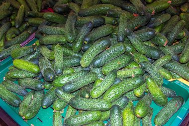 Markette tezgahta bir sürü yeşil salatalık var. Yemek fotoğrafçılığı şablonu.