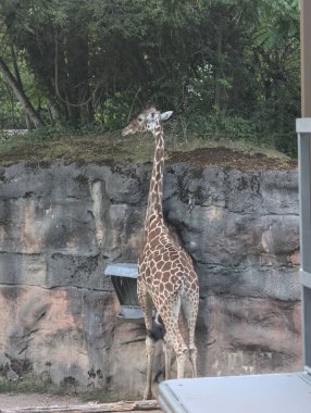 Portland Hayvanat Bahçesi 'nde Latince camelopardalis reticulata ya da Zürafa..