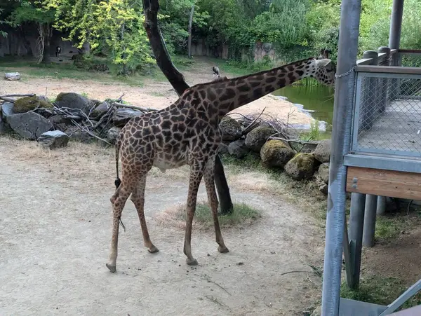 stock image Reticulated giraffe or Giraffa camelopardalis reticulata in Latin at the Portland Zoo, USA.