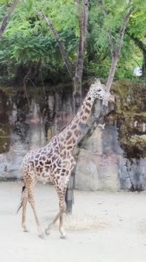 Portland Hayvanat Bahçesi 'nde Latince camelopardalis reticulata ya da Zürafa..