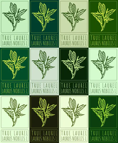 stock image Set of drawing TRUE LAUREL in various colors. Hand drawn illustration. Latin name is LAURUS NOBILIS L.