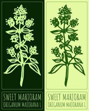 Tatlı Marjoram 'ın vektör çizimi. El çizimi çizimi. Latince adı ORIGANUM MAJORANA L.