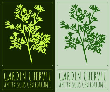 Vektör, Bahçe Chervil 'i çiziyor. El çizimi çizimi. Latince adı ANTHRISCUS CEREFOLIUM L.