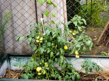 Domates organik bir bahçede yetişiyor. Çiçek açan ve meyve veren domates. Yakın plan..