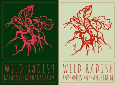 Wild RADISH çiziyor. El çizimi çizimi. Latince adı RAPHANUS RAPHANISTRUM.