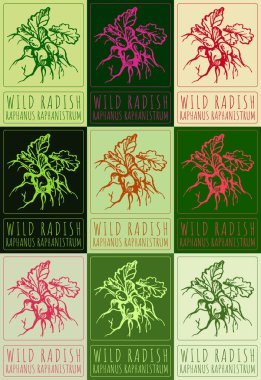 Set of vector drawing WILD RADISH in various colors. Hand drawn illustration. Latin name is RAPHANUS RAPHANISTRUM. clipart