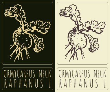 Drawing ORMYCARPUS NECK. Hand drawn illustration. Latin name is RAPHANUS L. clipart