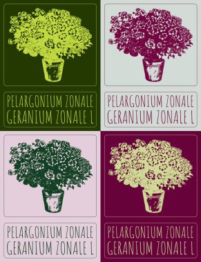 Set of vector drawing PELARGONIUM ZONALE in Chinese in various colors. Hand drawn illustration. Latin name is GERANIUM ZONALE L. clipart