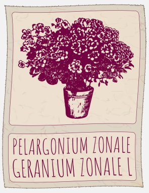 Vector drawing PELARGONIUM ZONALE in Chinese. Hand drawn illustration. Latin name is GERANIUM ZONALE L. clipart