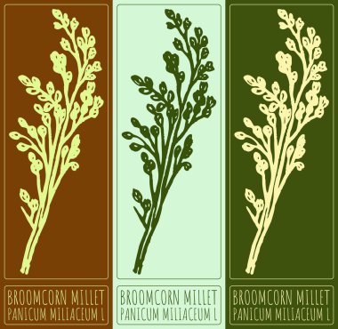 Drawing BROOMCORN MILLET. Hand drawn illustration. Latin name is PANICUM MILIACEUM L. clipart