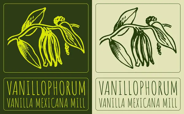 VANILLOPHORUM çiziliyor. El çizimi çizimi. Latince adı VANILLA MEXICANA MİLİ.
