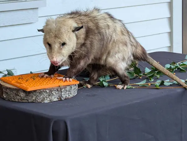 Stock image Fluffy opossum eating. Close-up. Inhabitants of forests, steppes and semi-deserts.