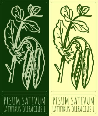 PISUM SATIVUM çiziliyor. El çizimi çizimi. Latince adı LATHYRUS OLERACEUS L.