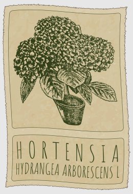 Vector drawing HORTENSIA. Hand drawn illustration. Latin name is HYDRANGEA ARBORESCENS L. clipart