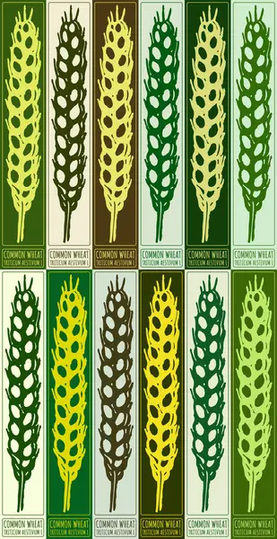 stock vector Set of vector drawing COMMON WHEAT in various colors. Hand drawn illustration. Latin name is TRITICUM AESTIVUM L.