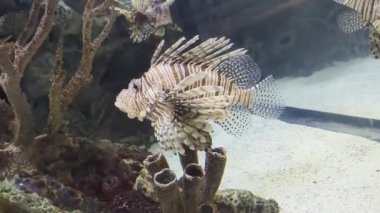 Aslan balığı ya da aslan balığı veya Pterois antennata zehirli bir deniz balığı cinsidir..