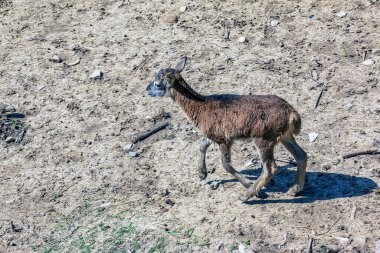 Slovakya 'nın Nitra kentindeki bir kreşte Avrupalı muflon Ovis orientalis.