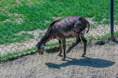 Slovakya 'nın Nitra kentindeki bir kreşte Avrupalı muflon Ovis orientalis.